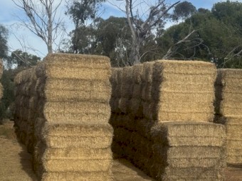 Barley Straw 8x4x3 Bales
