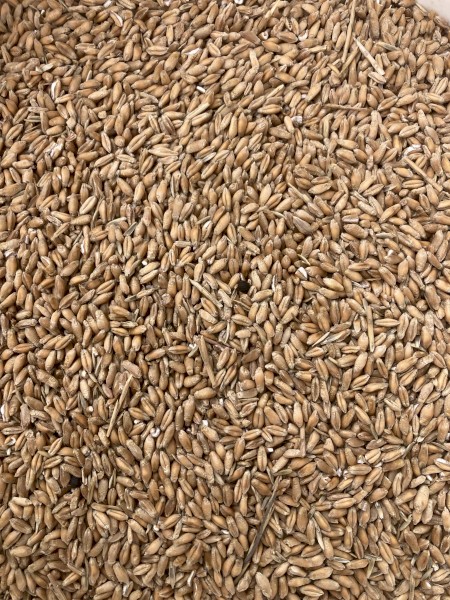 Feed Triticale