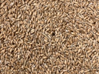Feed Triticale