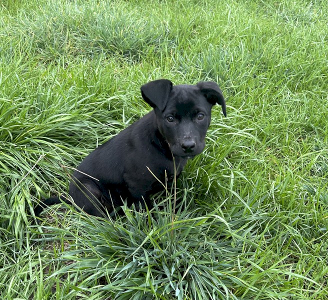 WKC registered kelpie pup