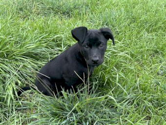 WKC registered kelpie pup