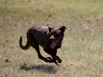 WKC registered kelpie pup