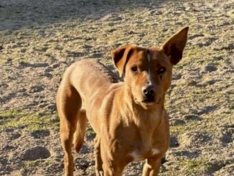 WKC registered kelpie pup