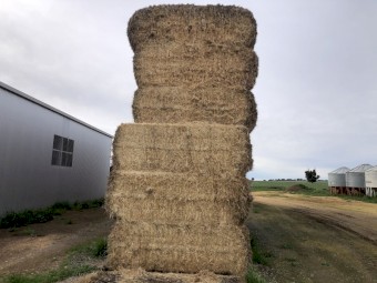 Barley Straw   8x4x3 Bales.  Approx bale weight 380-400kg