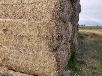 Barley Straw   8x4x3 Bales.  Approx bale weight 380-400kg