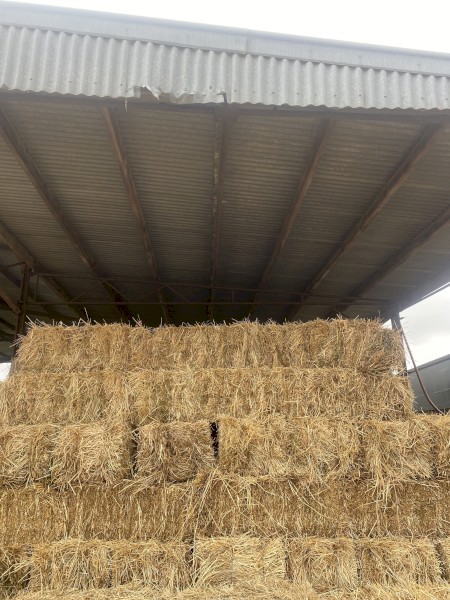 1500 x Rye Grass and Clover Hay Small Bales