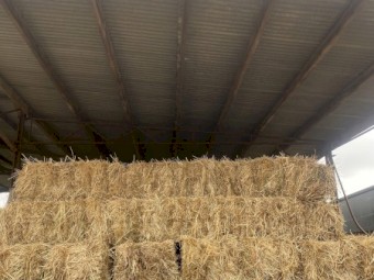 rye grass and clover 