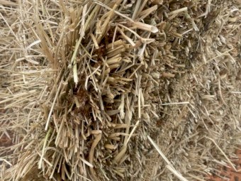 1500 x Rye Grass and Clover Hay Small Bales