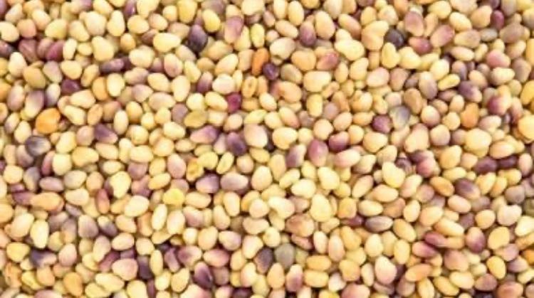 WANTED Seconds Lucerne Clover Chickory etc