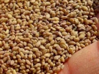 WANTED Seconds Lucerne Clover Chickory etc