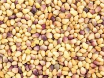 WANTED Seconds Lucerne Clover Chickory etc