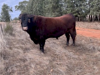 Red Angus Bull