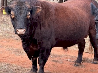 Red Angus Bull