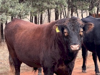 Red Angus Bull