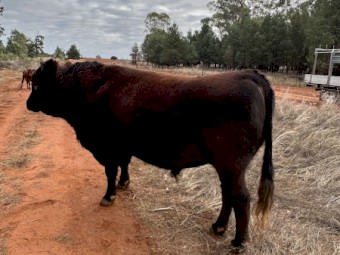 Red Angus Bull