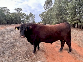 Red Angus Bull