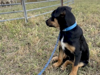 Kelpie pup