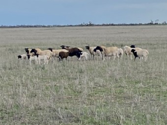 Dorper Ewes with lambs at foot 