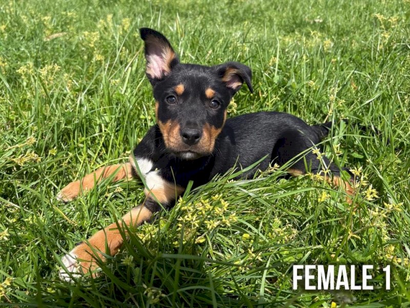 Working Kelpie Pups Available