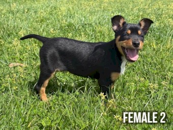 Working Kelpie Pups Available