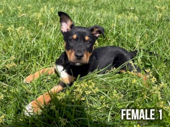 Working Kelpie Pups Available