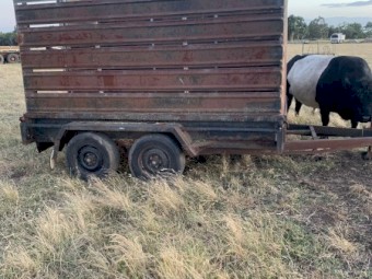 10 x 6 Trailer and Stock Crate