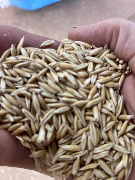 Kowari Oats seed