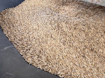 Kowari Oats seed