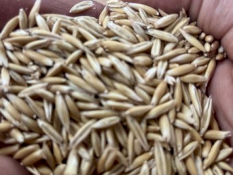 Kowari Oats seed
