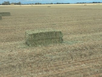 Barley Hay 680-720kg 8x4x3 Bales