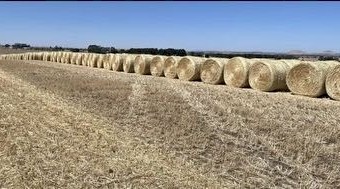 Wheat Straw, Header Tailings