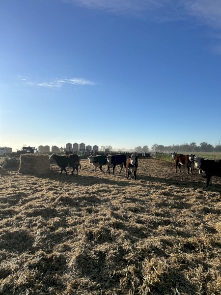 25 x Poll Hereford Heifers