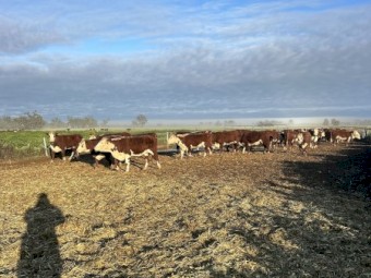 25 x Poll Hereford Heifers