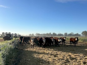 25 x Poll Hereford Heifers