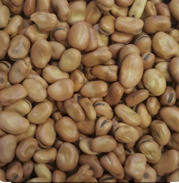 45t Faba Beans