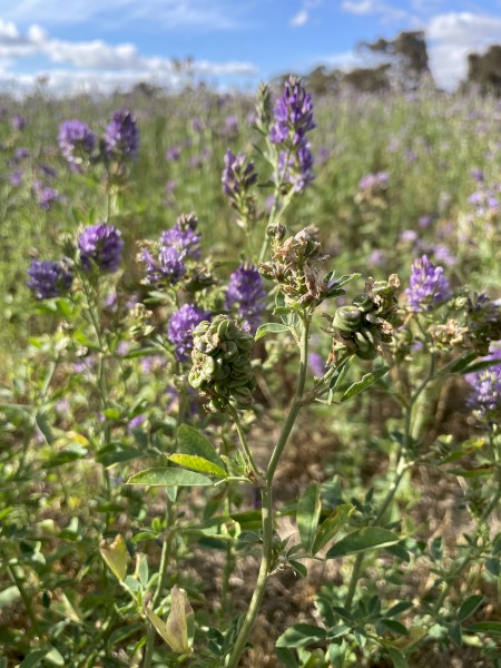 Lucerne Seed