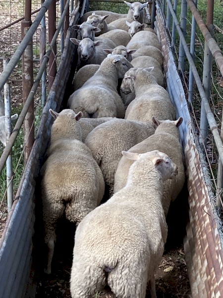 15x Aussie Whites X lambs $150 each.