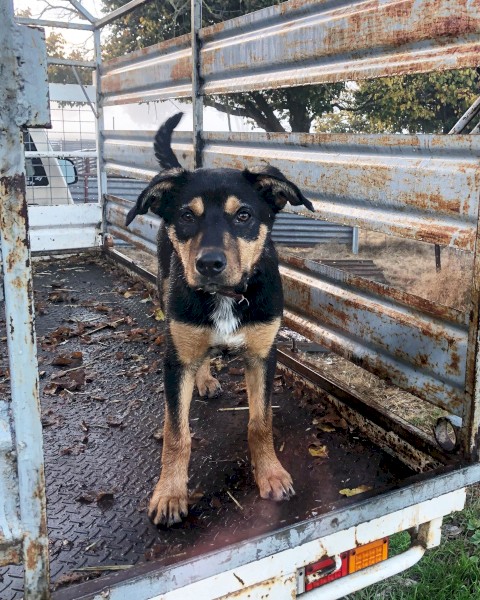 Started WKC registered purebred Kelpie 