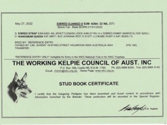 Started WKC registered purebred Kelpie 