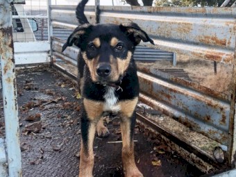 Started WKC registered purebred Kelpie 