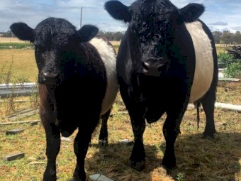 Belted Galloway bull