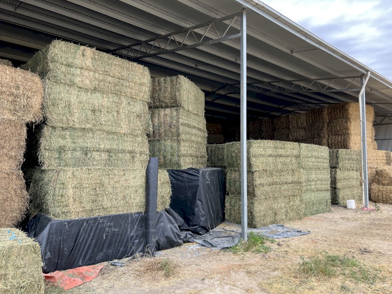 2nd Cut irrigated Lucerne Hay 2023 