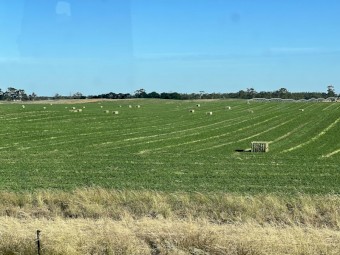 2nd Cut irrigated Lucerne Hay 2023 