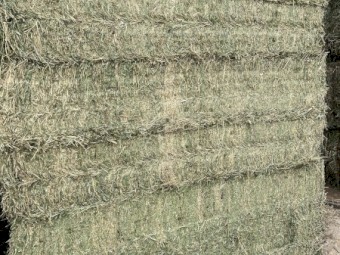 2nd Cut irrigated Lucerne Hay 2023 