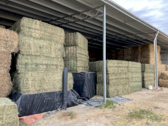 2nd Cut irrigated Lucerne Hay 2023 