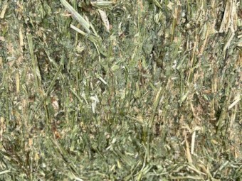 2nd Cut irrigated Lucerne Hay 2023 