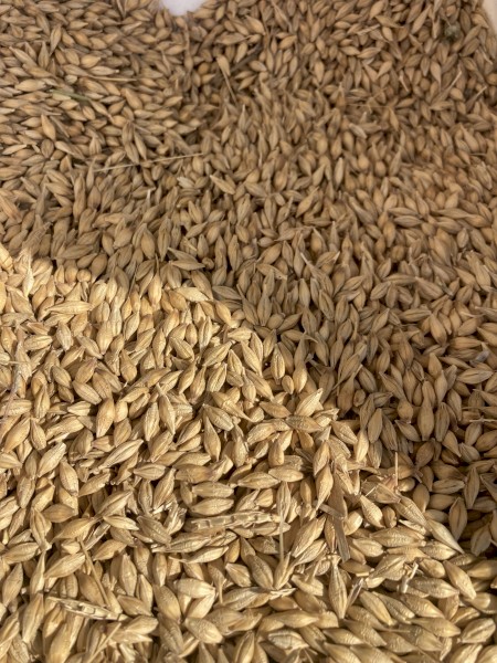 feed barley
