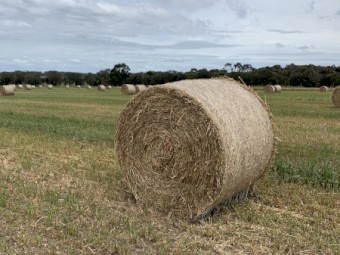 Oaten hay 