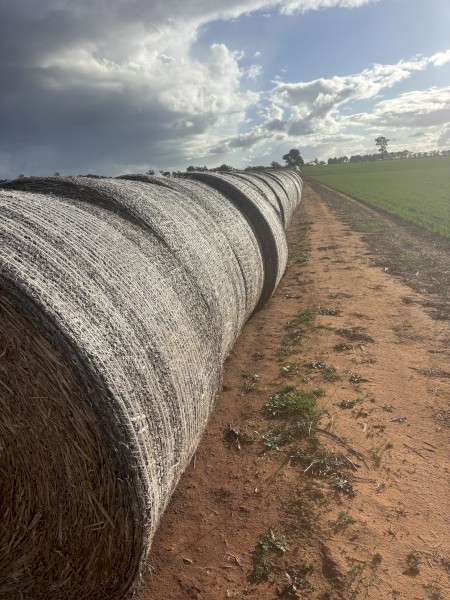 Canola Hay 2024 - large round bales