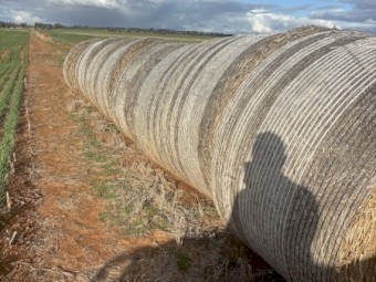 Canola Hay 2024 - large round bales